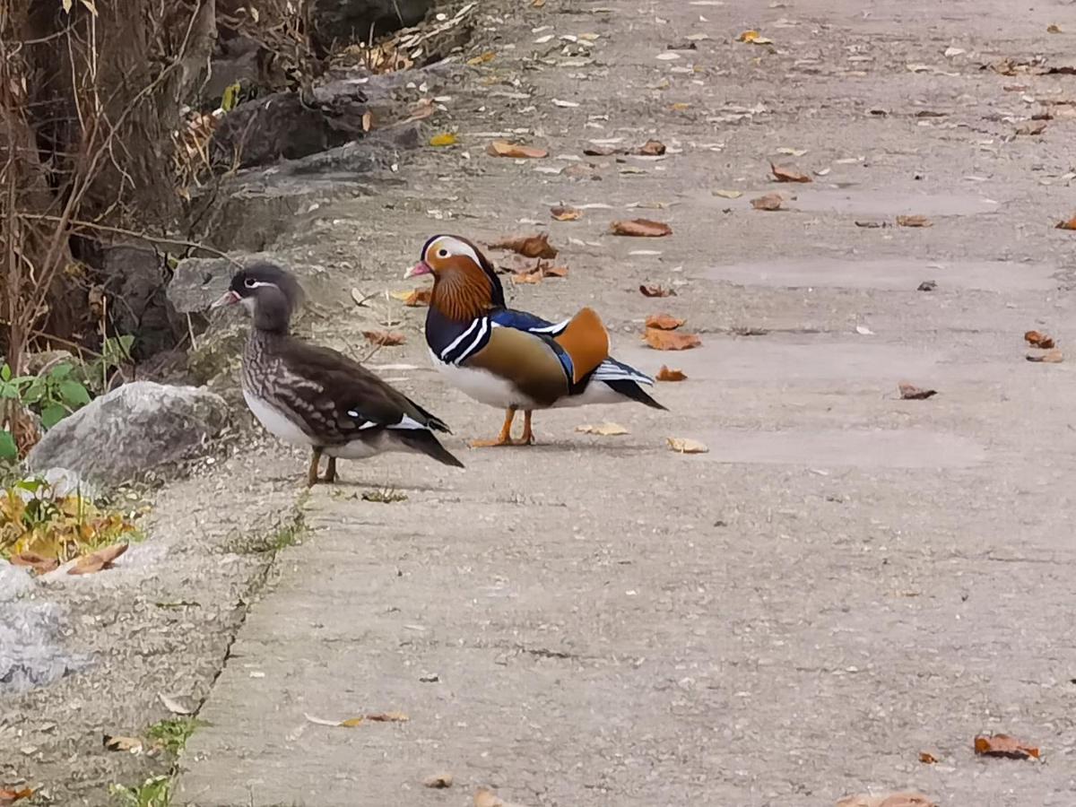 Les Pingouins De La Marne Panzió Le Perreux-Sur-Marne Kültér fotó