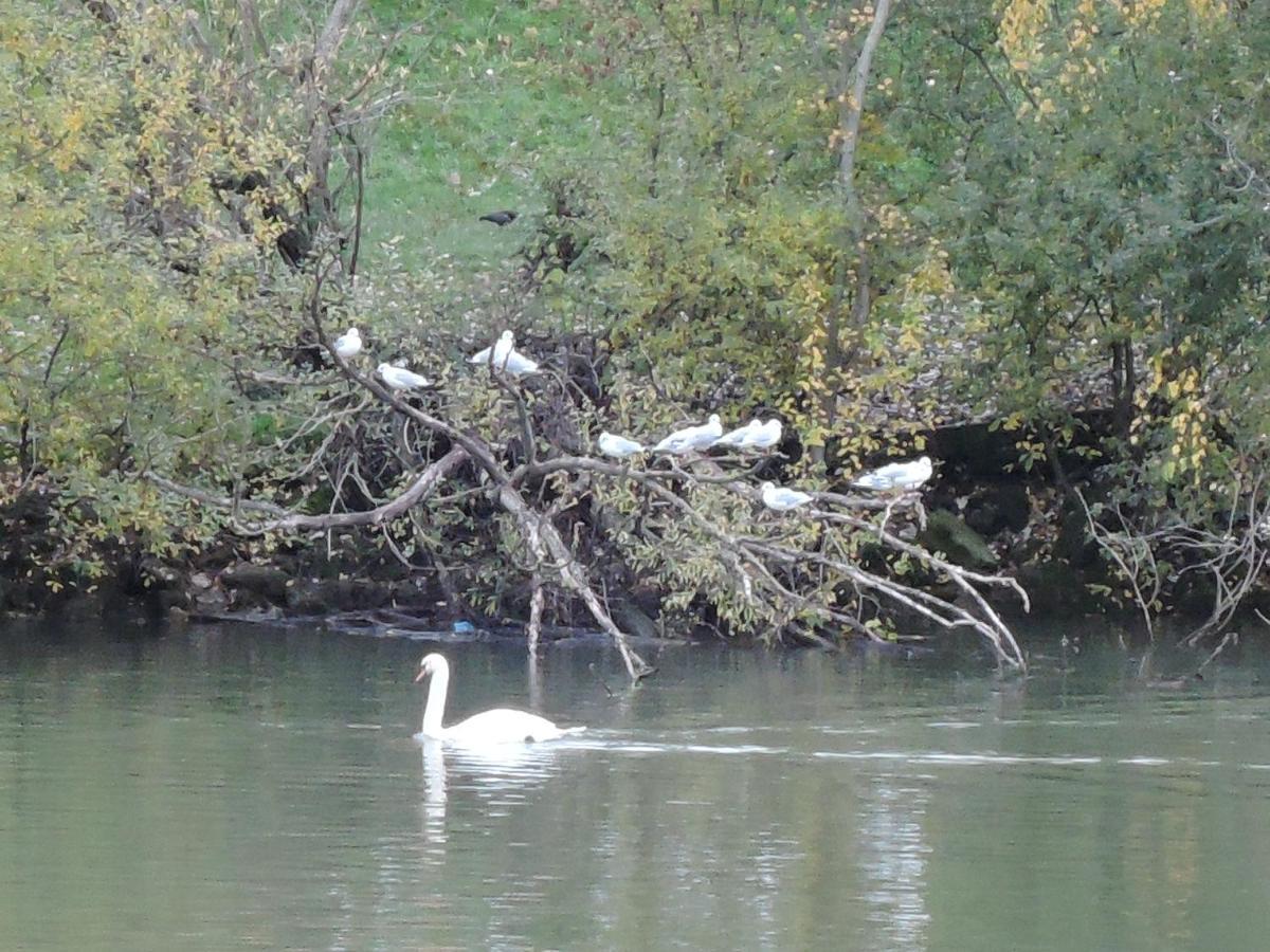 Les Pingouins De La Marne Panzió Le Perreux-Sur-Marne Kültér fotó